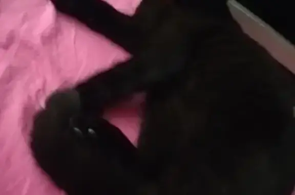 Кошки потеряшки, Санкт-Петербург, фото: Потеряшка кошка на улице Седова, Санкт-Петербург