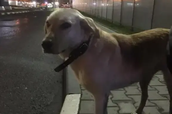 Собака найдена в Балашихе на Горьковском шоссе.