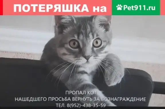 Кошки потеряшки, Таврово, фото: Потеряшка кошка в селе Таврово, Белгородская область (Ягодная улица, 31)