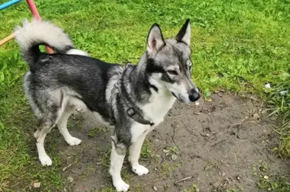 Объявления о пропавших и найденных животных, Новокузнецк, фото: Пропала собака, найден кабель лайки на Олимпийской 22