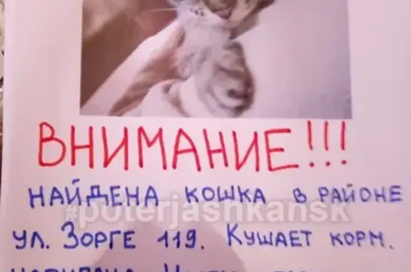 Найдена кошка на ул. Зорге 119 в Новосибирске