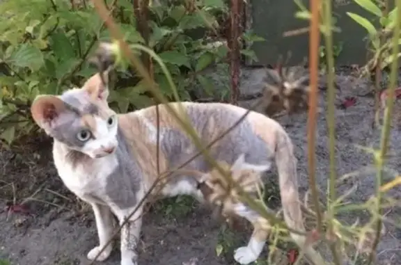 Найдена кошка в Радице Крыловке, ищем хозяев