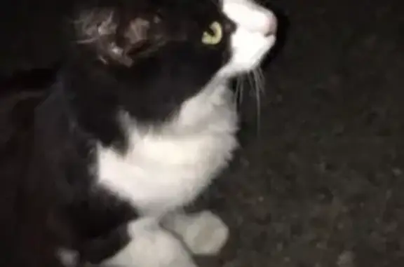 Найдена кошка в Брянске, временно на передержке.