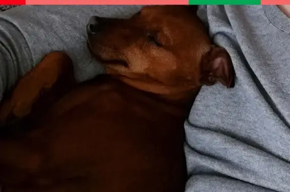 Собаки потеряшки, Нижний Новгород, фото: Потеряшка собака Гучи в деревне Грибаново, Нижегородская обл.