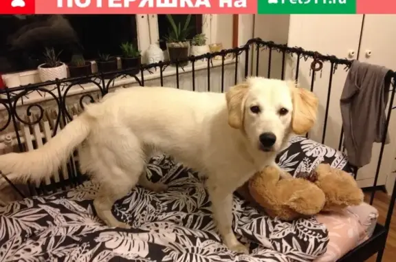 Найдена игривая собака в Москве, нужна передержка