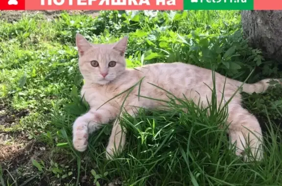Кошки потеряшки, Ярославль, фото: Потеряшка кот Флекс, Ярославль, звездная 19