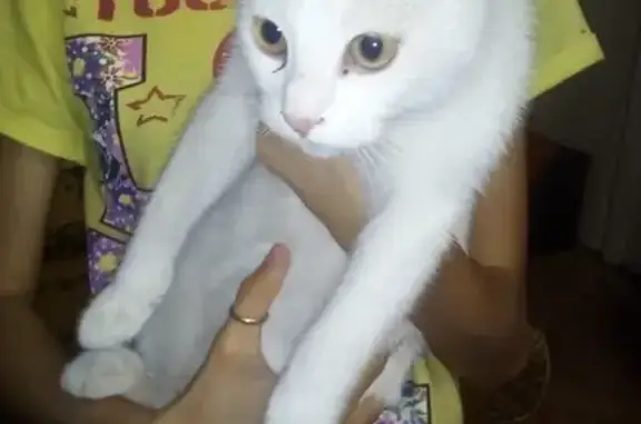 Найдена кошка на ул. Победы в Обнинске