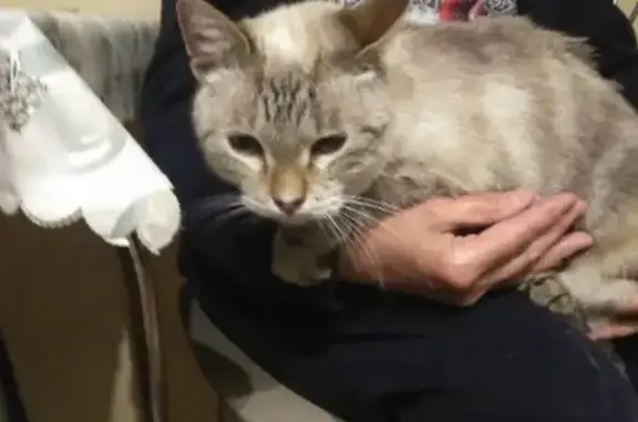 Найдена кошка в Колпинском районе СПб