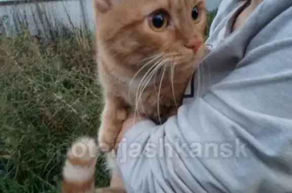 Найдена кошка на Бориса-Богаткова в Новосибирске