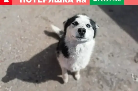 Пропала собака породы хаски в Стерлитамаке