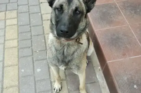 Пропала собака в Калининградской области - Бельгийская овчарка малинуа, кличка Джесс, клеймо 1126VPF.