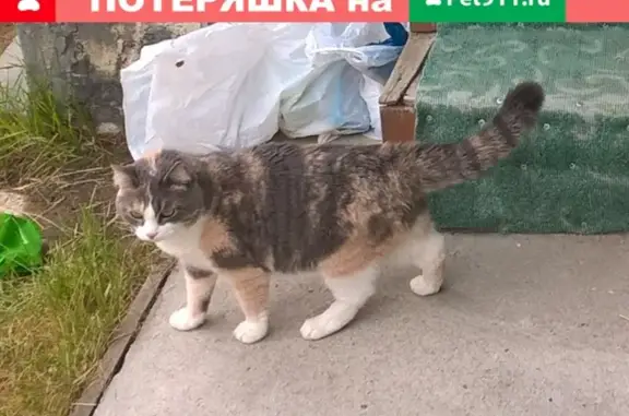 Пропала кошка с ул. Горького, Раменское
