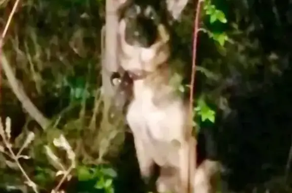 Найден пёс породы Овчарка в Биробиджане