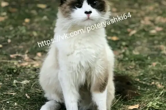 Найден породистый кот без правого глаза в Саратове