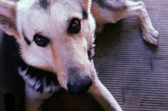 Потерянные животные Липецк, фото: Пропала собака Дик в Липецке