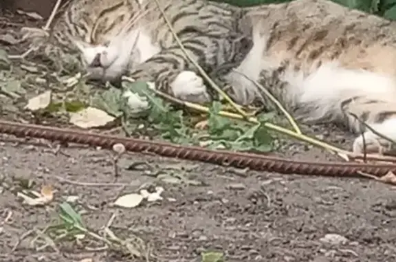 Пропала кошка в Белгороде с пятнышком на носике