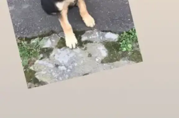 Пропала собака Арчи во Владикавказе.