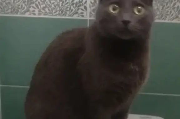 Кошки потеряшки, Москва, фото: Потеряшка кошка Бусинка в Москве 18.09