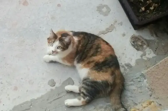 Пропала трехцветная кошка на Гражданском проспекте 54, Белгород