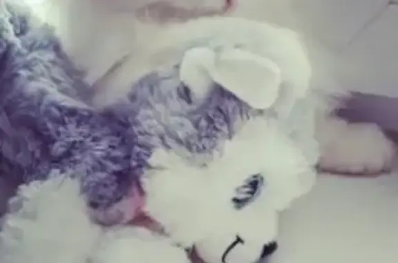 Потерянные животные Набережные Челны, фото: Пропал кот в дачных сообществах 