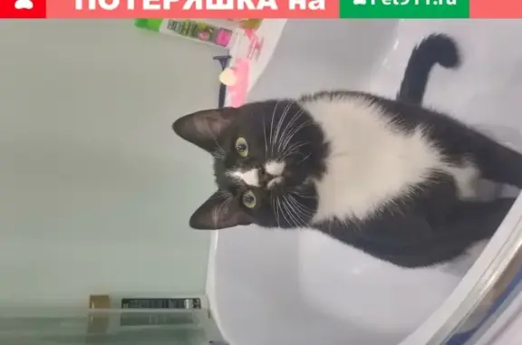 Кошки потеряшки, Санкт-Петербург, фото: Потеряшка кошка в районе Подвойского 24к1 (СПб)