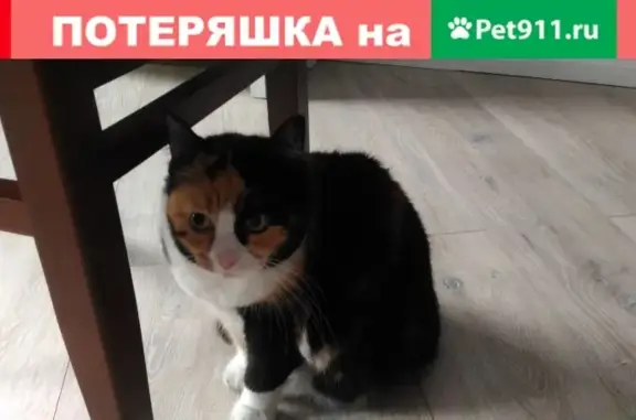 Найдена трехцветная кошечка на ул. Средняя Подьяческая в Санкт-Петербурге