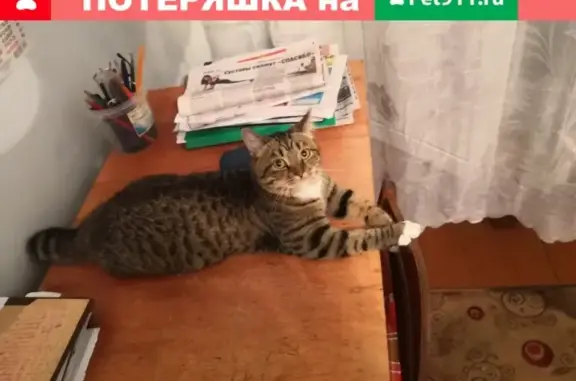 Пропала кошка на Богдана Хмельницкого 94