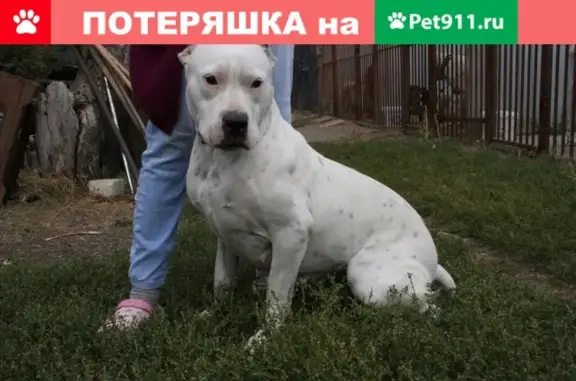 Найдена собака в селе Стрелецкое, Белгородская область