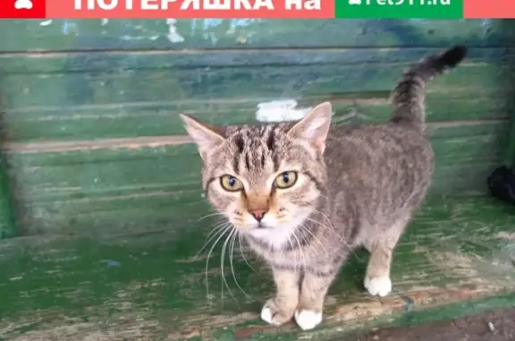 Найдена кошка на Пионерском, Ирбит