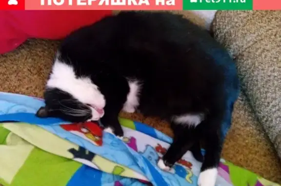Пропали три кошки в Зеленодольске, нужна помощь в их поиске