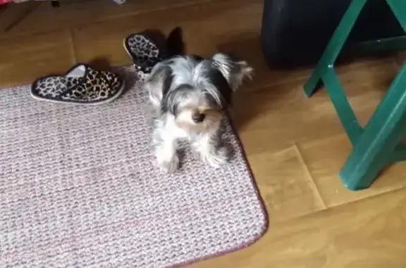 Пропала собака ЛЕО в Таганроге