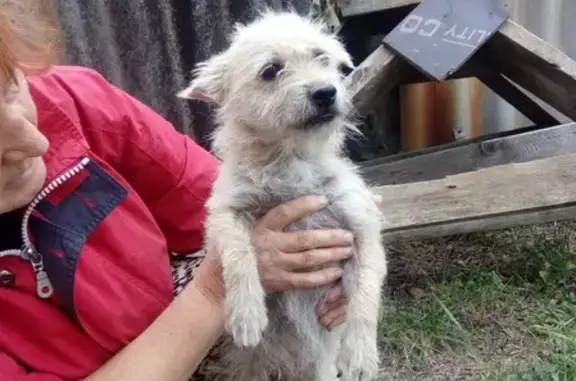 Найдена собака на Тюльпановой ул. 10 в Ставрополе