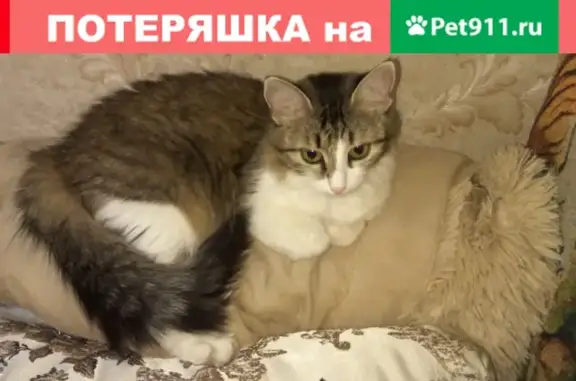 Пропала кошка в Воронеже, пер. Здоровья 90А