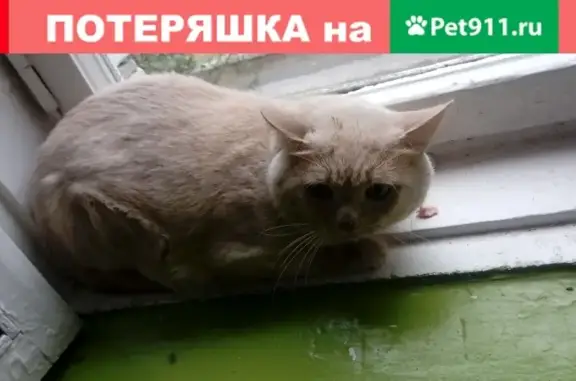 Найден крупный напуганный кот в Брянске