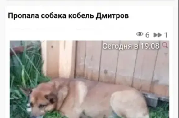 Пропала собака Кабель в Дмитровском районе на передержке у кинологов