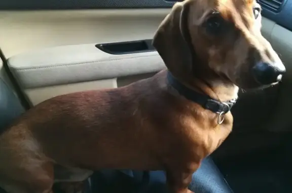 Найдена собака на конечной ИСХИ, коричневый кобелек с ошейником