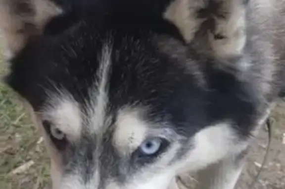 Найдена собака, Нижний Новгород, фото: Собака-хаски на остановке Якова Шишкина, Сормовский район, Нижний Новгород.