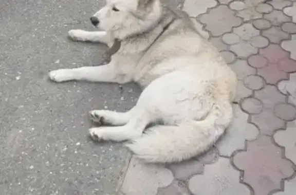 Найдена домашняя собака на ул. Боевая, 83