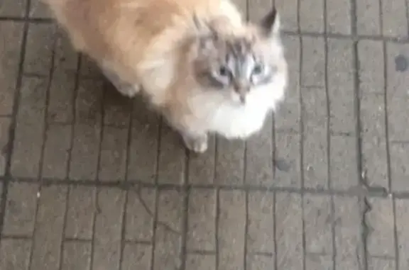 Потерянная кошка в Пензе, ищем хозяина