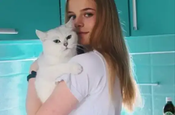 Объявления о пропавших и найденных животных, Новосибирск, фото: Пропала кошка Маруся на Рассветной 10, Новосибирск