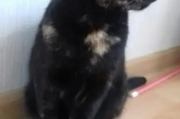 Найдена кошка в Иваново, ищем хозяина