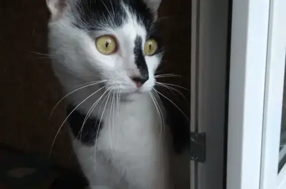 Найдена домашняя кошка на ул. Веры Волошиной в Мытищах