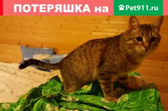 Кошки потеряшки, Москва, фото: Потеряшка кошка Беня с улицы Сторожевой, Москва