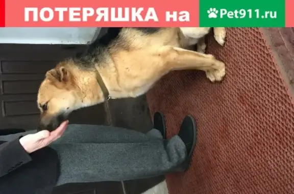 Пугливый пес найден у института в Москве