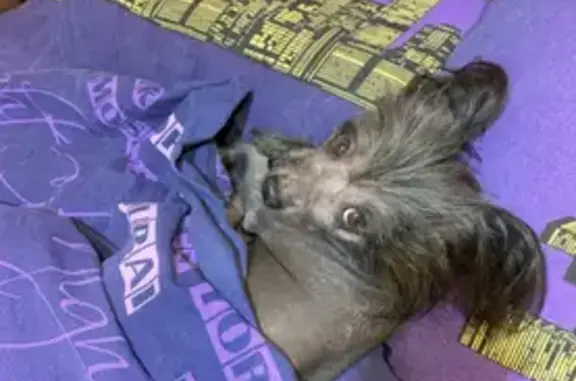 Пропала собака Китайская хохлатая в Ногинске