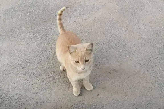 Найден рыжий кот в Жк Эланд, Мурино