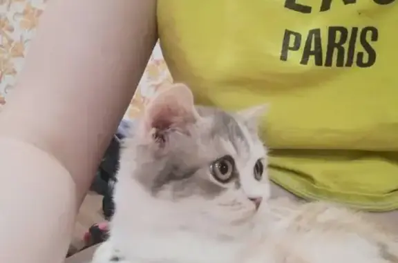 Кошки потеряшки, Борисовичи, фото: Потеряшка кошка на Пражской ул. д. 8/12, порода страйд, красный ошейник.