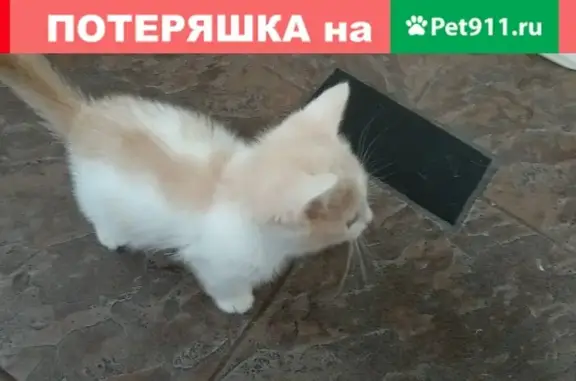 Найден котенок бело-кремового окраса в Ставрополе