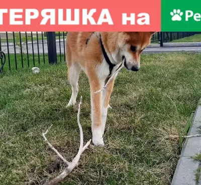 Пропала собака в Павлодарской области