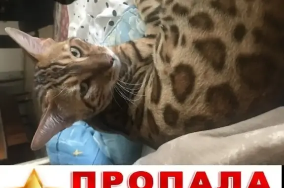 Пропал бенгальский кот в Челябинске, вознаграждение